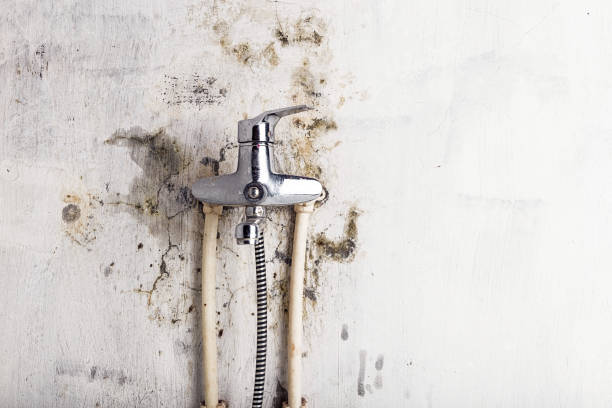 Best Mold Testing and Inspection Services in Wolf Point, MT
