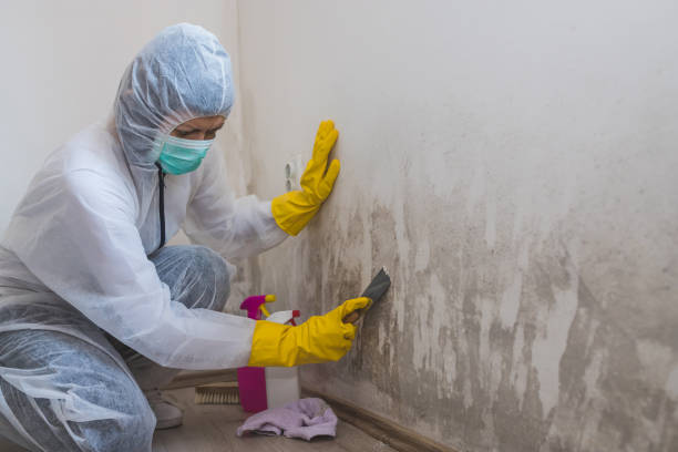 Best Attic Mold Remediation in Wolf Point, MT