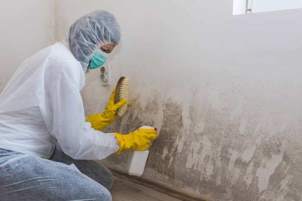 Best DIY Mold Remediation Support Services in Wolf Point, MT